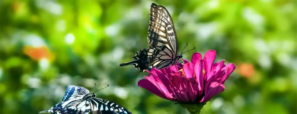Przyroda w nowej podstawie programowej